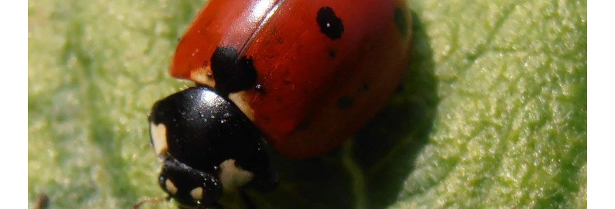 Coccinelle auxiliaire, ici, la coccinelle à 7 points